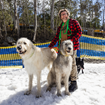 Picture of Snow Dogs