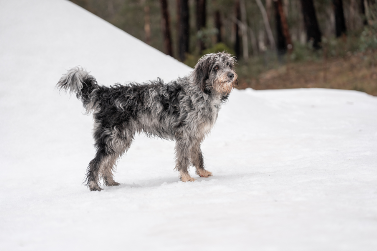 Picture for category Snow Dogs