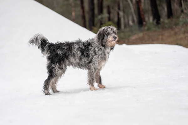 Picture for category Snow Dogs