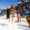 Picture of Snow Dogs